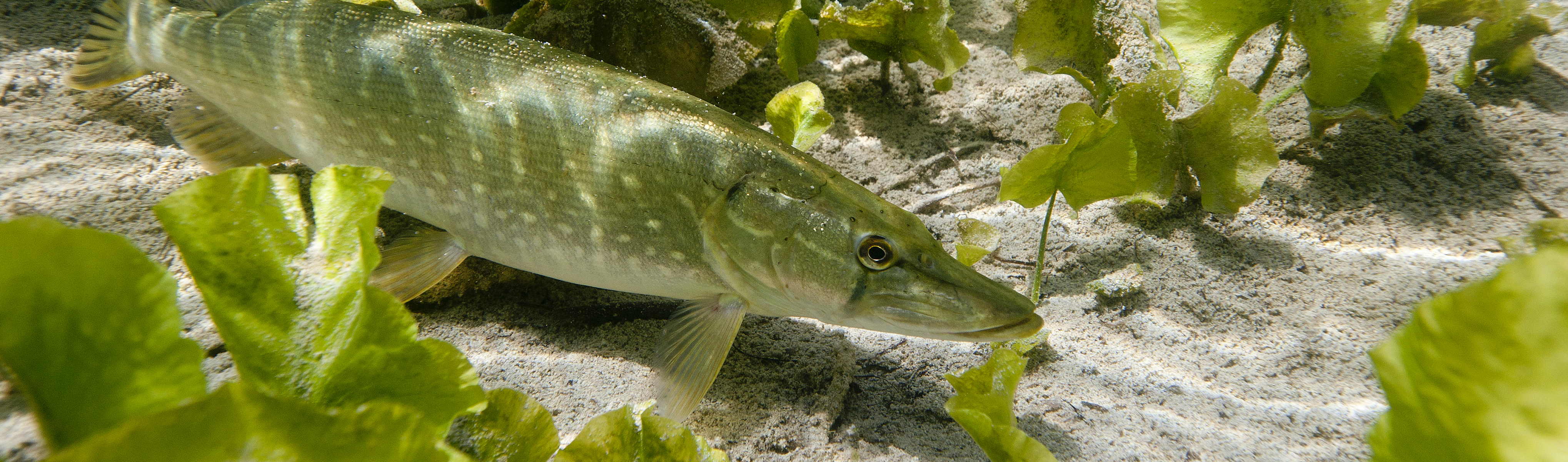 La pêche du carnassier à la mouche - Fédération de Pêche du Gard