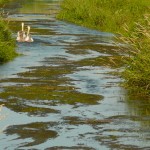 Rivière de Bazinghen 