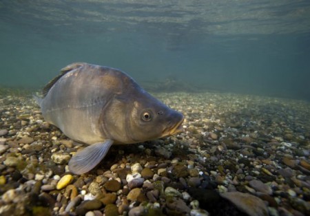 Carpe Photo FNPF Laurent Madelon