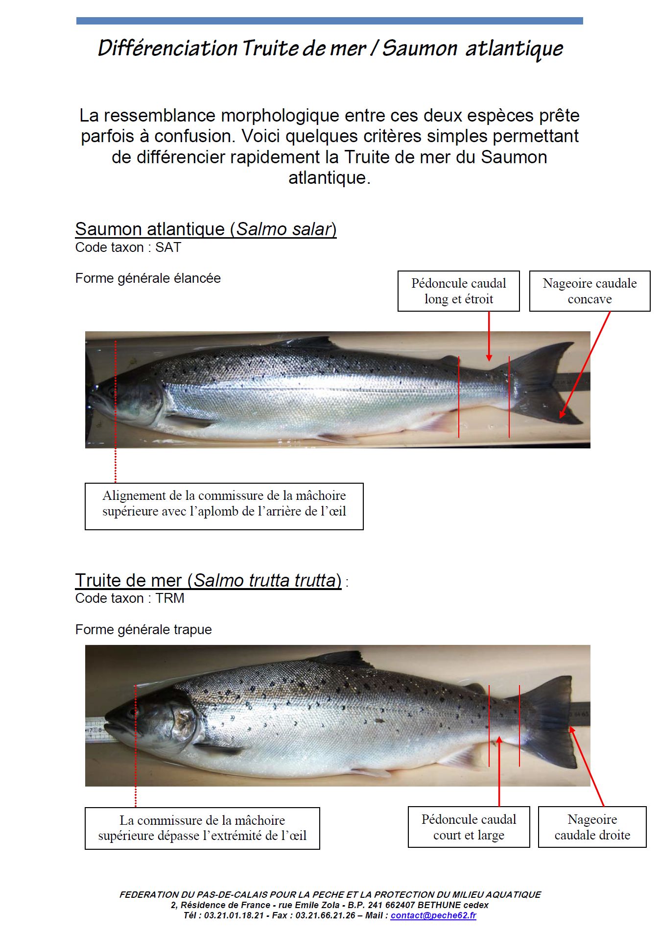 Différenciation saumon truite de mer