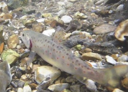 couverture guide poissons du bassin Artois Picardie